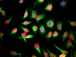 Lamin A + C Antibody (4C4), Novus Biologicals 0.1mL; Unlabeled:Antibodies,