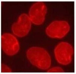 Lamin A + C Antibody (mab636), Novus Biologicals 50 &mu;L, Unconjugated:Antibodies,