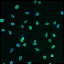 Lamin A + C Antibody (mab636), Novus Biologicals:Antibodies:Primary Antibodies