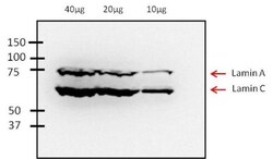 Lamin A + C Antibody (mab636), Novus Biologicals 50 &mu;L, Unconjugated:Antibodies,