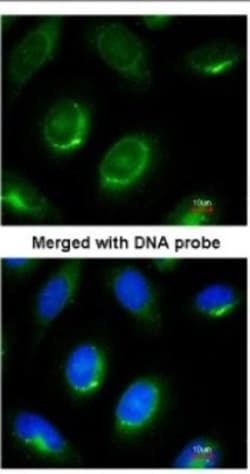 Laminin beta 1 Antibody, Novus Biologicals 0.1mg; Unlabeled:Antibodies,