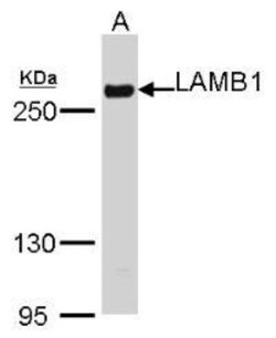 Laminin beta 1 Antibody, Novus Biologicals 0.1mg; Unlabeled:Antibodies,