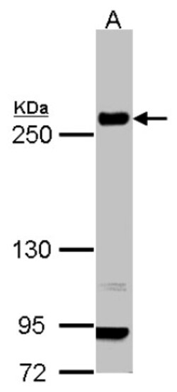 Laminin beta 1 Antibody, Novus Biologicals 0.1mg; Unlabeled:Antibodies,