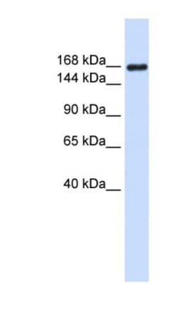 Laminin gamma 1 Antibody, Novus Biologicals 100&mu;L; Unlabeled:Antibodies,