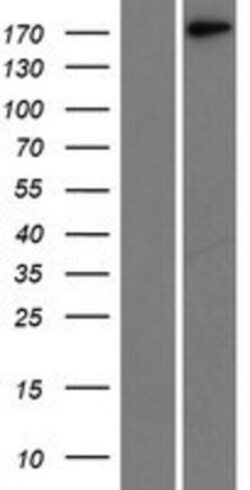 Novus Biologicals&trade;&nbsp;Laminin gamma 1 Overexpression Lysate
