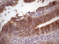 Laminin alpha 4 Antibody (OTI5G8), Novus Biologicals 0.1mL; Unlabeled:Antibodies,