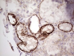 Laminin alpha 4 Antibody (OTI5G8), Novus Biologicals 0.1mL; Unlabeled:Antibodies,