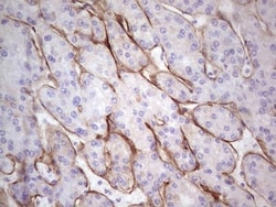 Laminin alpha 4 Antibody (OTI5G8), Novus Biologicals 0.1mL; Unlabeled:Antibodies,