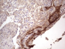 Laminin alpha 4 Antibody (OTI5G8), Novus Biologicals 0.1mL; Unlabeled:Antibodies,