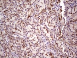 Laminin alpha 4 Antibody (OTI5G8), Novus Biologicals 0.1mL; Unlabeled:Antibodies,