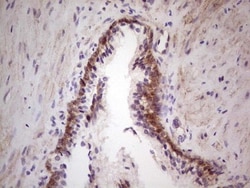 Laminin alpha 4 Antibody (OTI5G8), Novus Biologicals 0.1mL; Unlabeled:Antibodies,