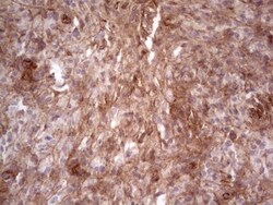 Laminin alpha 4 Antibody (OTI5G8), Novus Biologicals 0.1mL; Unlabeled:Antibodies,