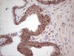 Laminin alpha 4 Antibody (OTI5G8), Novus Biologicals 0.1mL; Unlabeled:Antibodies,