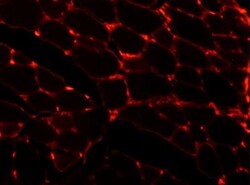 Laminin Antibody (LAM-89), Novus Biologicals 0.1mL; Unlabeled:Antibodies,