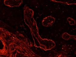 Laminin Antibody (LAM-89), Novus Biologicals 0.1mL; Unlabeled:Antibodies,