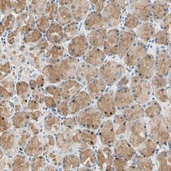 Laminin beta 3 Antibody, Novus Biologicals:Antibodies:Primary Antibodies