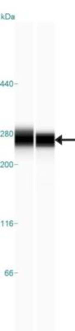 Laminin gamma 1 Antibody, Novus Biologicals 0.1mL; Unlabeled:Antibodies,