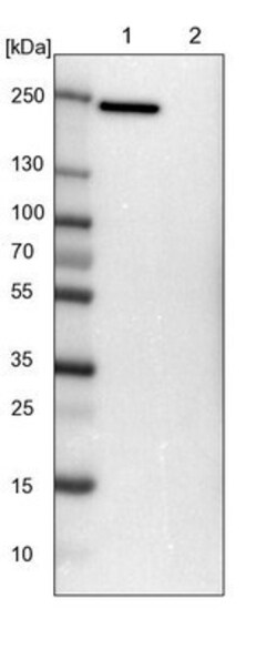 Laminin gamma 1 Antibody, Novus Biologicals 0.1mL; Unlabeled:Antibodies,