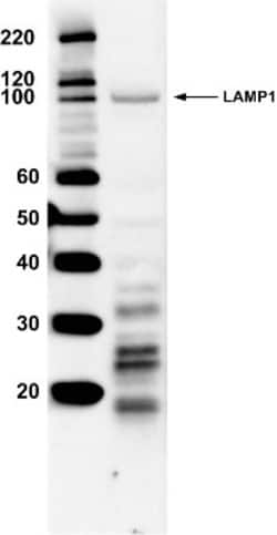 LAMP-1/CD107a Antibody, Novus Biologicals&trade;