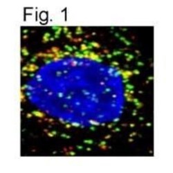 LAMP-1/CD107a Antibody, Novus Biologicals 100 &mu;g | Buy Online | Novus Biologicals | Fisher Scientific