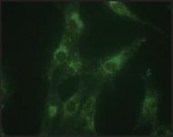 LAMP-1/CD107a Antibody - BSA Free, Novus Biologicals 0.1mL; Unlabeled:Antibodies,