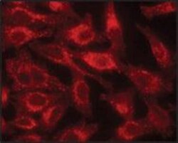 LAMP-1/CD107a Antibody - BSA Free, Novus Biologicals 0.1mL; Unlabeled:Antibodies,