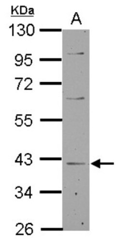 LANCL1 Antibody, Novus Biologicals 0.1mL; Unlabeled:Antibodies, Polyclonal