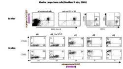 Langerin/CD207 Antibody (205C1), Novus Biologicals 0.1mg; Unlabeled:Antibodies,