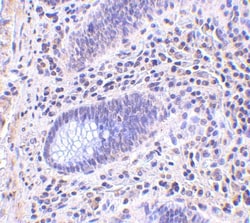 Lano Antibody - BSA Free, Novus Biologicals 0.025 mg, Unconjugated:Antibodies,