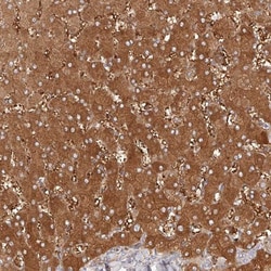 LAP3 Antibody, Novus Biologicals 0.1mL; Unlabeled:Antibodies, Polyclonal