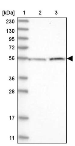 LAP3 Antibody, Novus Biologicals 0.1mL; Unlabeled:Antibodies, Polyclonal