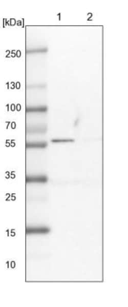 LAP3 Antibody, Novus Biologicals 0.1mL; Unlabeled:Antibodies, Polyclonal
