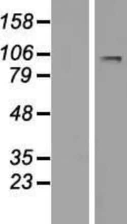 Novus Biologicals&trade;&nbsp;LARGE Overexpression Lysate