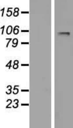 Novus Biologicals&trade;&nbsp;LARGE Overexpression Lysate