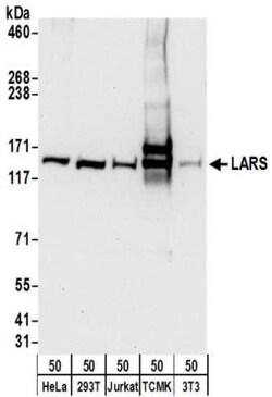 LARS Antibody, Novus Biologicals 0.1mg; Unlabeled:Antibodies, Polyclonal