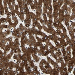 LASS3 Antibody, Novus Biologicals:Antibodies:Primary Antibodies