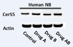 Lass5 Antibody - BSA Free, Novus Biologicals 0.1mg; Unlabeled:Antibodies,