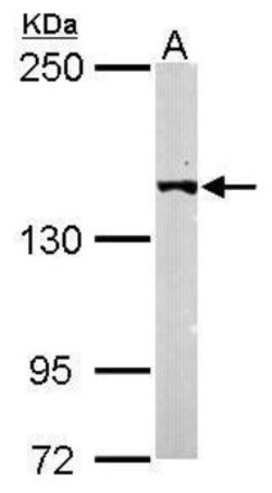 Latent TGF-beta bp4 Antibody, Novus Biologicals 0.1mL:Antibodies, Polyclonal