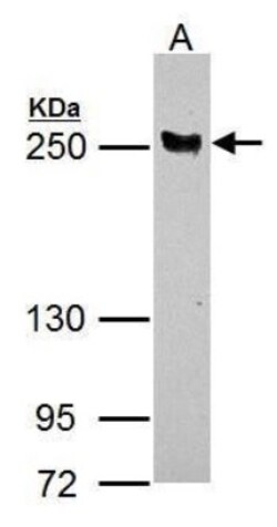 Latent TGF-beta bp4 Antibody, Novus Biologicals 0.1mL:Antibodies, Polyclonal