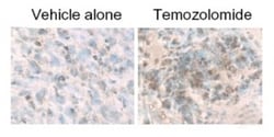 Novus Biologicals LC3B Antibody - BSA Free, Novus Biologicals™