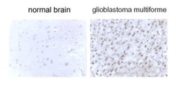 LC3B Antibody - BSA Free, Novus Biologicals 0.025mL; Unlabeled:Antibodies,