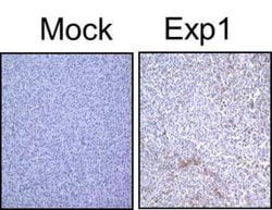 LC3B Antibody - BSA Free, Novus Biologicals 0.025mL; Unlabeled:Antibodies,