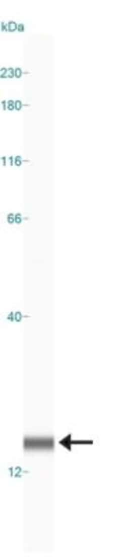 LC3B Antibody - BSA Free, Novus Biologicals 0.025mL; Unlabeled:Antibodies,