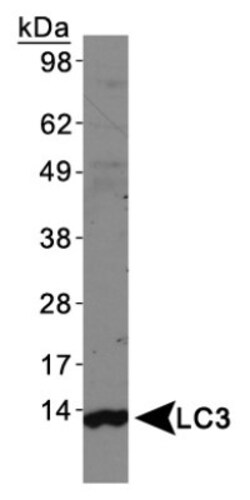 LC3A Antibody, Novus Biologicals 0.1mL; Unlabeled:Antibodies, Polyclonal