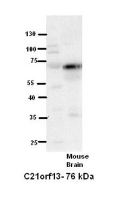 LCA5L Antibody, Novus Biologicals 100&mu;L; Unlabeled:Antibodies, Polyclonal