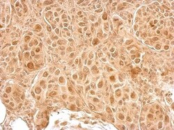 LCMT2 Antibody, Novus Biologicals 0.1mL; Unlabeled:Antibodies, Polyclonal