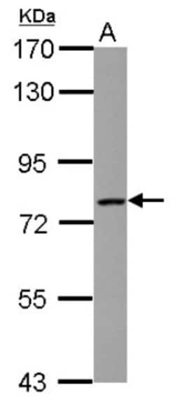 LCMT2 Antibody, Novus Biologicals 0.1mL; Unlabeled:Antibodies, Polyclonal