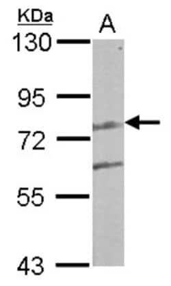LCMT2 Antibody, Novus Biologicals 0.1mL; Unlabeled:Antibodies, Polyclonal