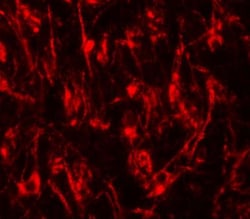 LCMT2 Antibody - BSA Free, Novus Biologicals 0.025 mg, Unconjugated:Antibodies,