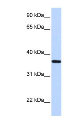 LCN12 Antibody, Novus Biologicals:Antibodies:Primary Antibodies
